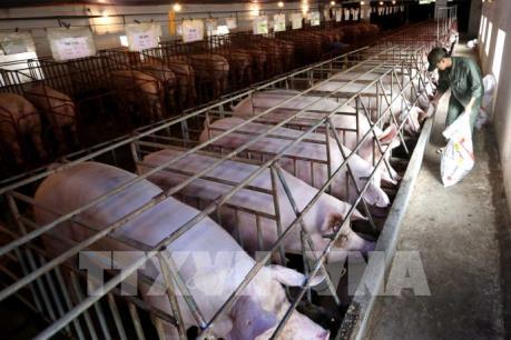 Hội nhập kinh tế quốc tế: Ngành chăn nuôi chịu nhiều tổn thương nhất