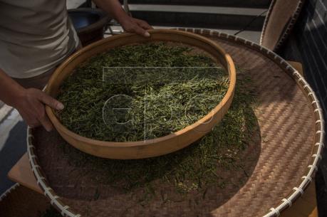 Ấn Độ sẽ tiếp tục giữ vị trí sản xuất chè đen hàng đầu trong 10 năm tới