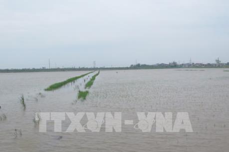 Hà Nội có gần 700 ha lúa bị ngập