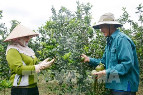 Làm giàu trên vùng đất khó Cư Elang