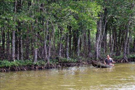 Đề nghị điều chỉnh giảm chỉ tiêu trồng rừng ven biển giai đoạn 2015 - 2020