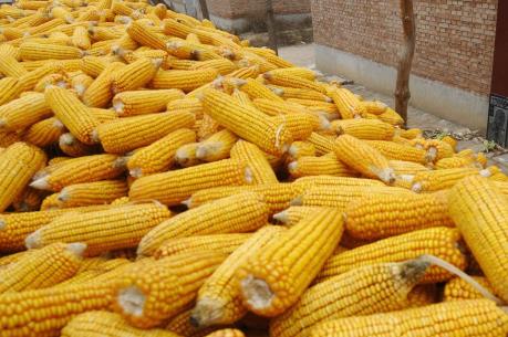 Lượng ngô và lúa miến nhập khẩu của Trung Quốc tăng mạnh