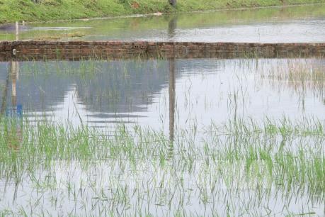 Khắc phục hậu quả mưa bão đối với sản xuất vụ Hè Thu, Mùa