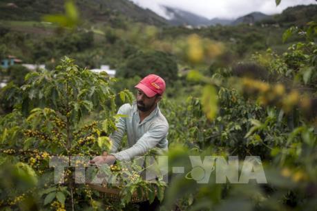 Brazil mở cửa thị trường trong nước để tăng cơ hội cho nông sản xuất khẩu