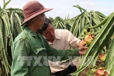 Thanh long chính vụ tiêu thụ ổn định