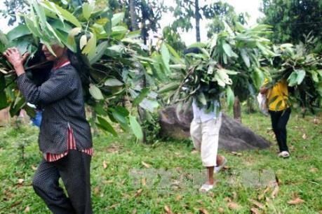 Quảng Ngãi phát triển cây trồng bản địa ở những huyện vùng cao