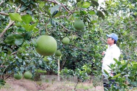 Đầu tư 35 tỷ đồng phát triển các sản phẩm nông nghiệp có lợi thế