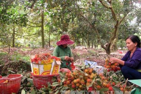 Nâng cao chuỗi giá trị trái cây đặc sản - Bài 1: Liên kết sản xuất là khâu quan trọng