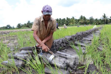 Nam Bộ chuyển đổi trên 35.000 ha lúa sang trồng hoa màu, cây ăn quả