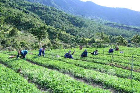 Nhật Bản chia sẻ kinh nghiệm phát triển tam nông