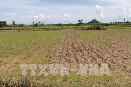 Gần 3.000 ha lúa Hè Thu bị nhiễm sâu, bệnh và chuột phá hại