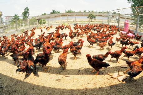 Cơ hội tốt cho Dabaco mở rộng thị trường