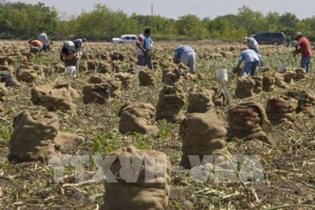 Nông dân Mỹ có thể sẽ nhận được trợ cấp từ cuối tháng 9 tới