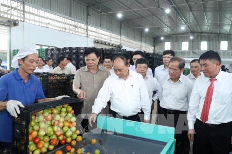 Thủ tướng Nguyễn Xuân Phúc thăm mô hình sản xuất rau an toàn tại Lâm Đồng