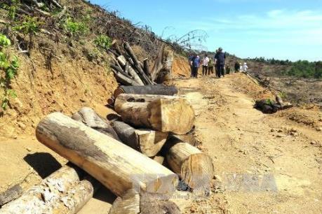 Bình Định: Sẽ khởi tố vụ án khai thác gỗ rừng phòng hộ trái phép