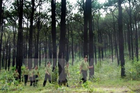 Đắk Lắk: Cần xử lý nghiêm hành vi mua, bán đất rừng trái phép  ​