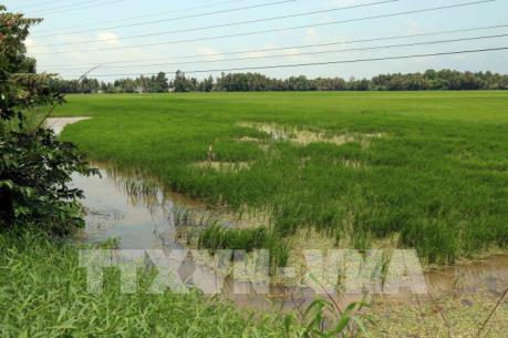 Dự báo 22.000 – 32.000 ha sản xuất nông nghiệp sẽ bị ngập úng do bão số 3