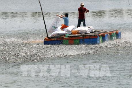 Sản xuất cá tra theo hướng hợp tác và liên kết theo chuỗi giá trị