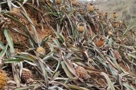 Hé lộ nguyên nhân gây hư hỏng hoa màu ở Bản Lầu (Lào Cai)