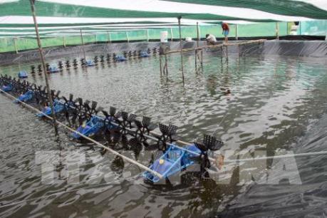 Giá tôm sụt giảm, nhiều hộ nông dân ở Cà Mau tạm ’’treo ao’’