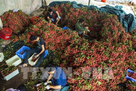 Bổ sung danh mục xuất khẩu chính ngạch tại cửa khẩu Tân Thanh