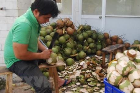 Trà Vinh nâng cấp chuỗi giá trị cây dừa