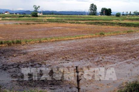Ngập úng hơn 10 ngày, hàng ngàn ha lúa thối rễ, không thể phục hồi