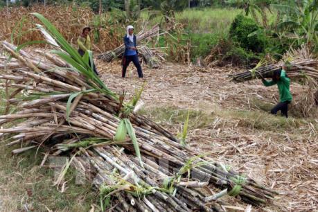 Giá mía ở Cù Lao Dung, Sóc Trăng chạm đáy