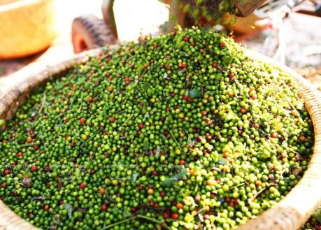 Giá hồ tiêu giảm thấp nhất hơn 10 năm qua