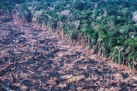 Rừng Amazon bị tàn phá nghiêm trọng