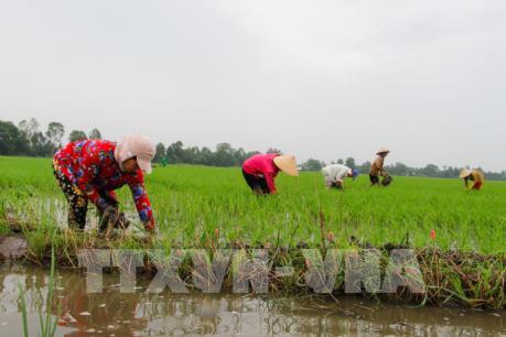 Hậu Giang ứng phó với lũ để bảo vệ cây lúa