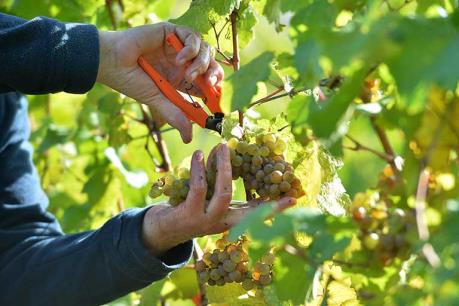 Nông dân Đức thu hoạch nho sớm nhờ thời tiết khô nóng