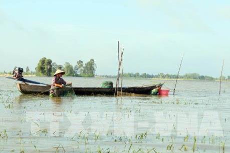 Đỉnh lũ tại Đồng bằng sông Cửu Long có khả năng xuất hiện sớm vào đầu tháng 10