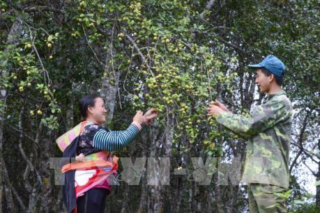 Mùa táo mèo trên đỉnh đèo Pha Đin