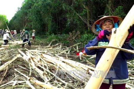 Sản xuất viên nén năng lượng từ gỗ rừng trồng bị thải loại