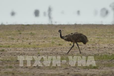 Nông nghiệp Australia chống chọi với hạn hán khắc nghiệt chưa từng thấy