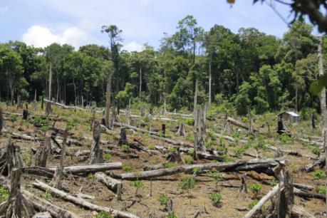 Thực hự thông tin đất rừng cấp cho doanh nghiệp khai thác mỏ đá tại Kon Tum