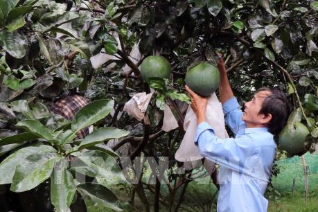 Khánh Hòa đưa bưởi da xanh thành cây trồng chủ lực