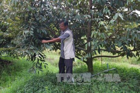 Tiềm ẩn nguy cơ rớt giá khi nông dân ồ ạt trồng sầu riêng