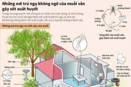 Những nơi trú ngụ không ngờ của muỗi vằn gây sốt xuất huyết