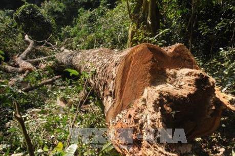 Tạm đình chỉ công tác Phó Chủ tịch UBND xã liên quan vụ phá rừng tại Lâm Đồng