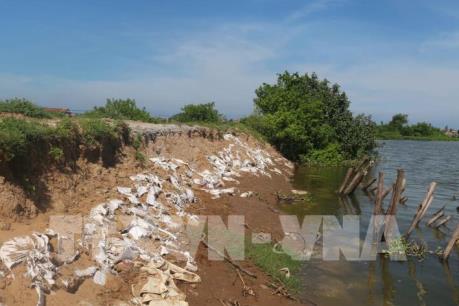 Nghệ An: Đê bao yếu uy hiếp vùng nuôi tôm trọng điểm và hoa màu