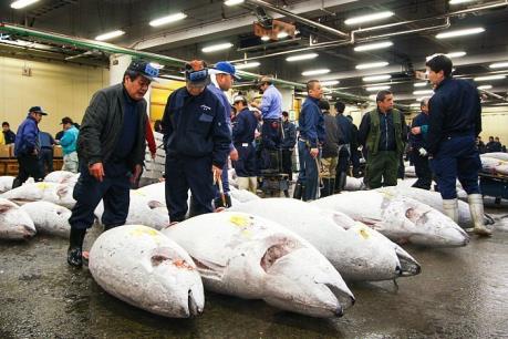 Chợ đấu giá cá ngừ nổi tiếng Nhật Bản "điêu đứng" vì nắng nóng