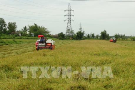 Năng suất tăng nhưng sản lượng lúa Hè Thu vẫn giảm