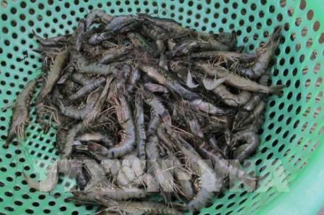 Thiệt hại hàng trăm triệu đồng do tôm bị dịch bệnh đốm trắng, chết hàng loạt