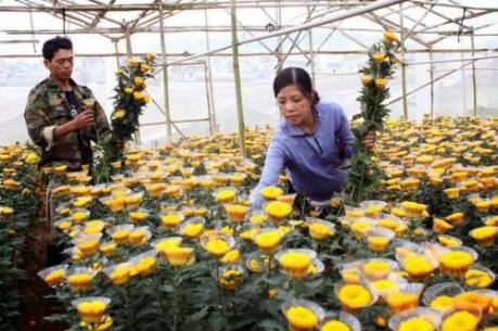 Hỗ trợ nông dân tiết kiệm điện trong chong đèn hoa cúc tại Lâm Đồng