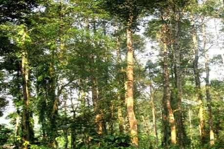 Đấu giá bán cổ phần lần đầu ra công chúng của Công ty Lâm nghiệp Nguyễn Văn Trỗi