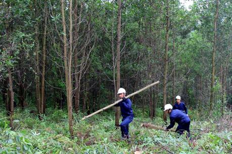 Tìm cách tăng nguồn thu từ dịch vụ môi trường rừng