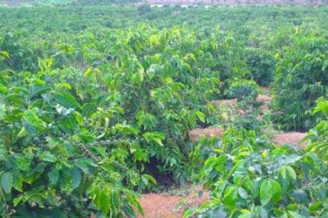 Hoãn xử vụ giết chủ nợ rồi phi tang xác trong rẫy cà phê