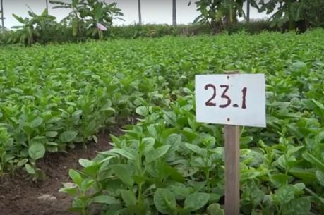 Chương trình Mỗi xã một sản phẩm: Rau an toàn Tứ Xã mở rộng quy mô